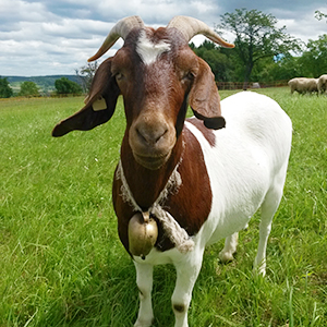 Parasitologische Untersuchungen